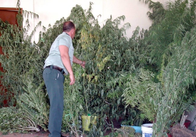 Un agente de la Guardia Civil interviene en otra plantación que debe ser desmantelada.