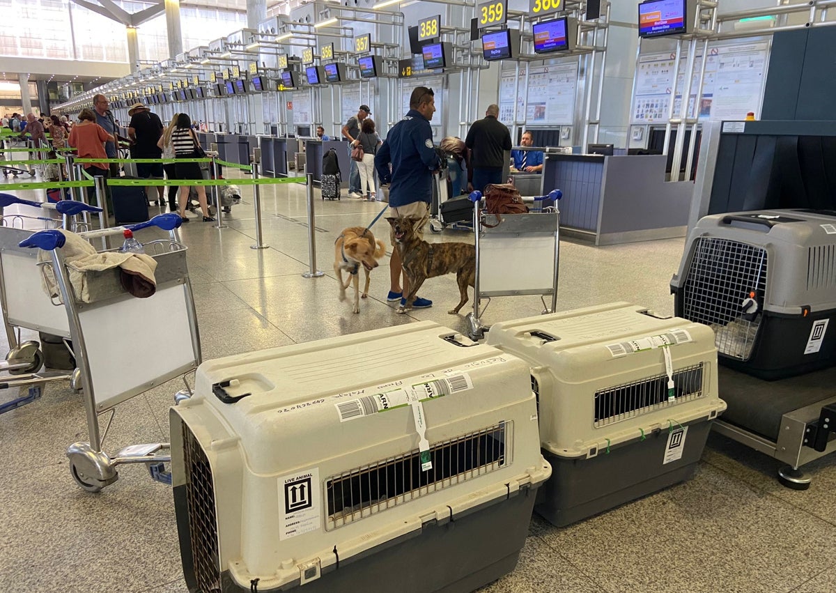 Imagen secundaria 1 - Tres imágenes de las instalaciones de la protectora en el Cerro de Beas y de los animales que son enviados para su adopción a otros países en avión, justo antes de embarcar en el aeropuerto de Málaga capital.