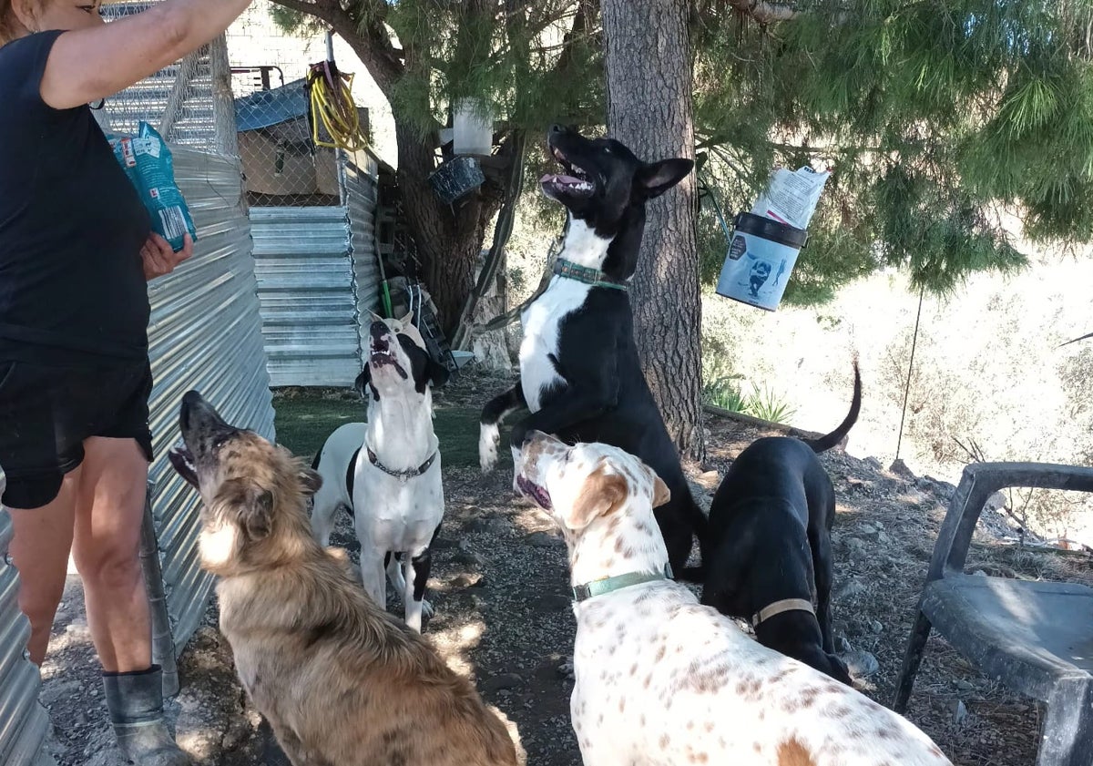 Imagen principal - Tres imágenes de las instalaciones de la protectora en el Cerro de Beas y de los animales que son enviados para su adopción a otros países en avión, justo antes de embarcar en el aeropuerto de Málaga capital.