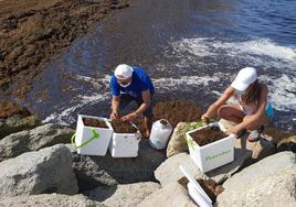 Puerto Banús pone a prueba un plan para salvar un tipo de lapa para evitar su extinción