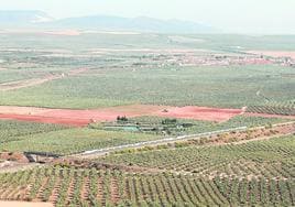 Vista panorámica de una parte del olivar que hay en la Vega de Antequera.