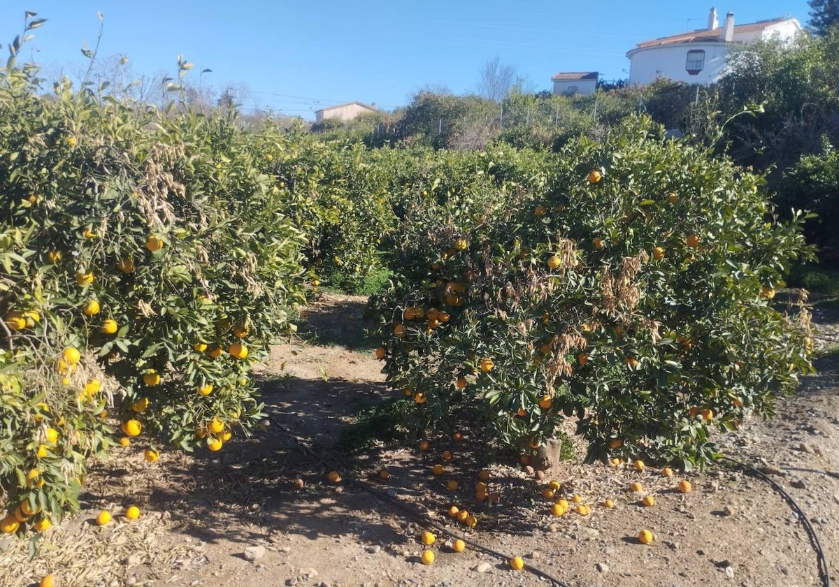 Árboles de cítricos afectados por la sequía en el Guadalhorce.