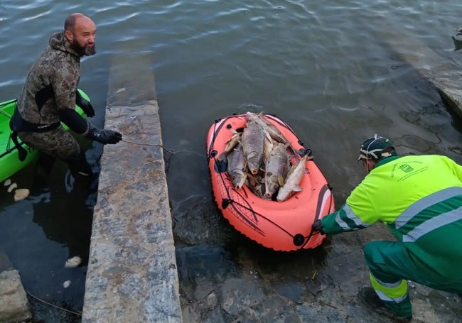 Las carpas de la laguna de la Barrera murieron por un exceso de salinidad.