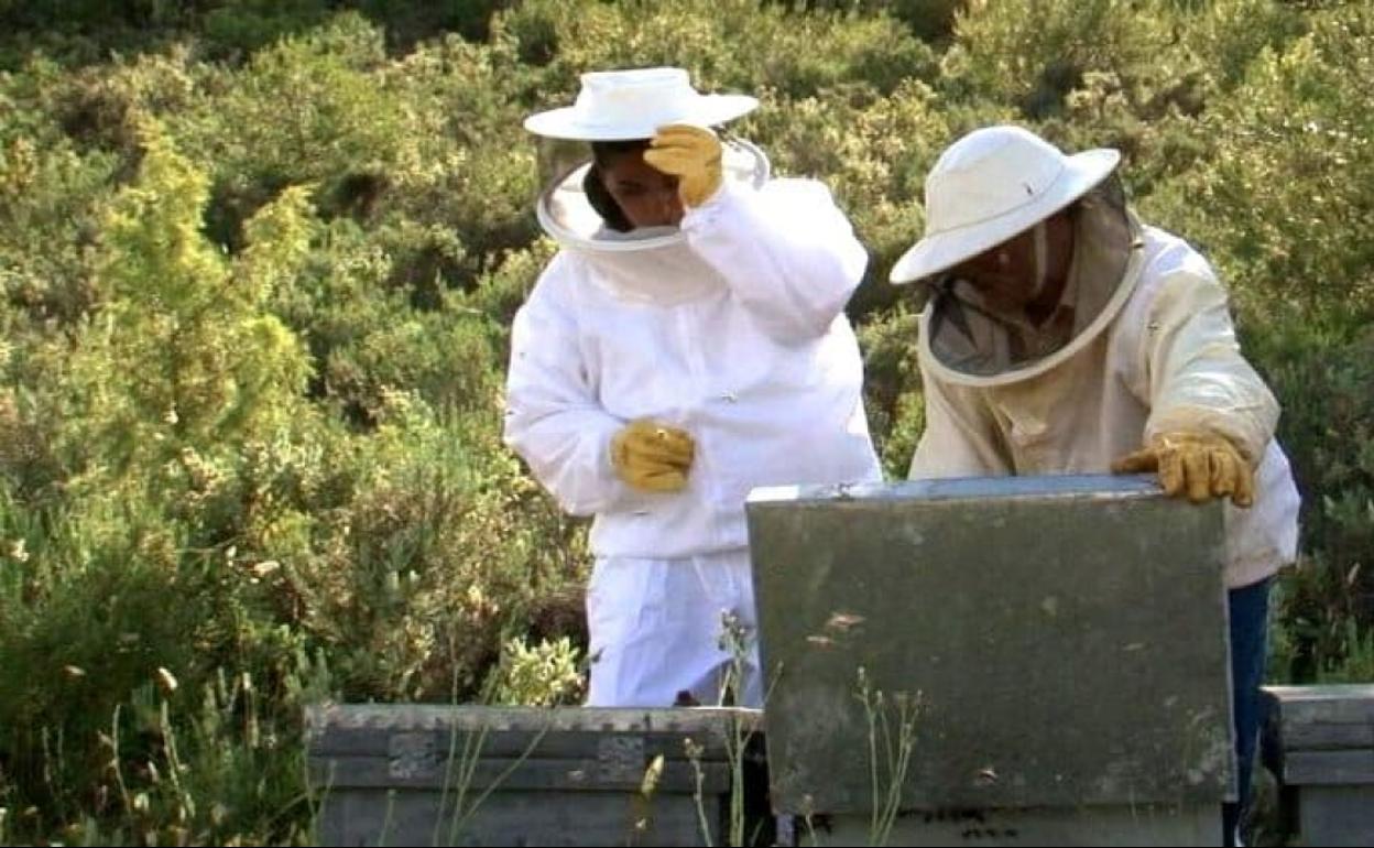 La Junta muestra su apoyo a los apicultores con un plan adaptado al sector