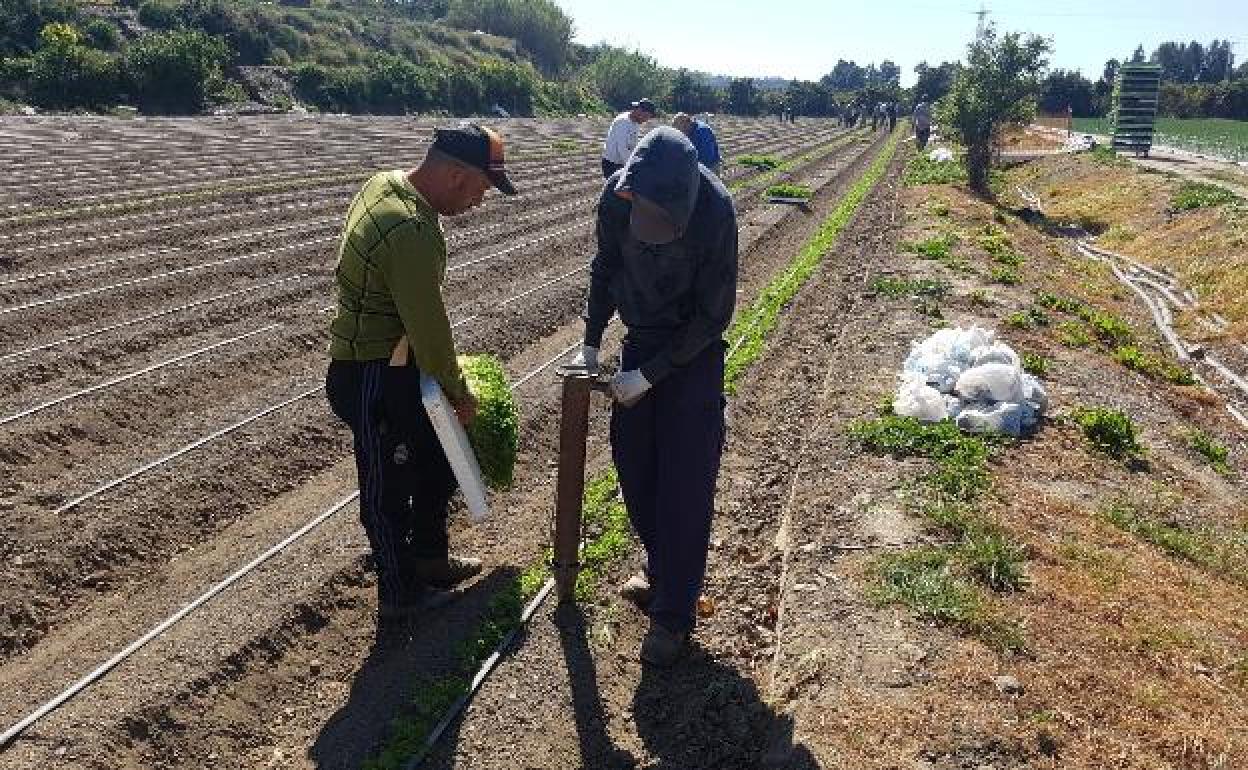 Ayudas PAC: Los pagos de ayudas directas de la PAC de la campaña 2022 superaron los 1.220 millones en Andalucía