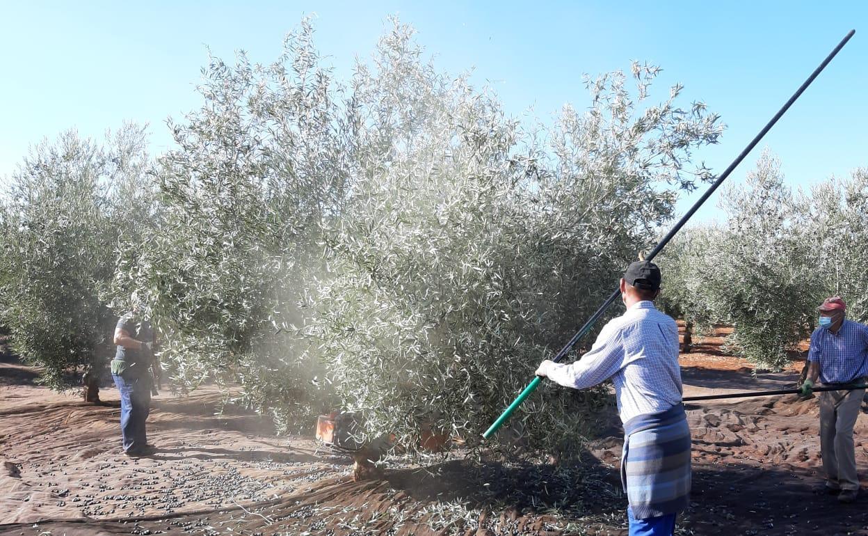 Imagen de archivo que muestra a unos trabajadores del campo en la recogida de aceitunas. 