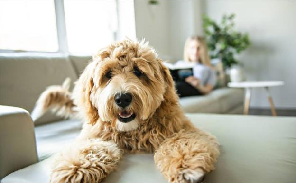 Neoleish, la primera vacuna ADN autorizada en Europa contra la leishmaniasis canina