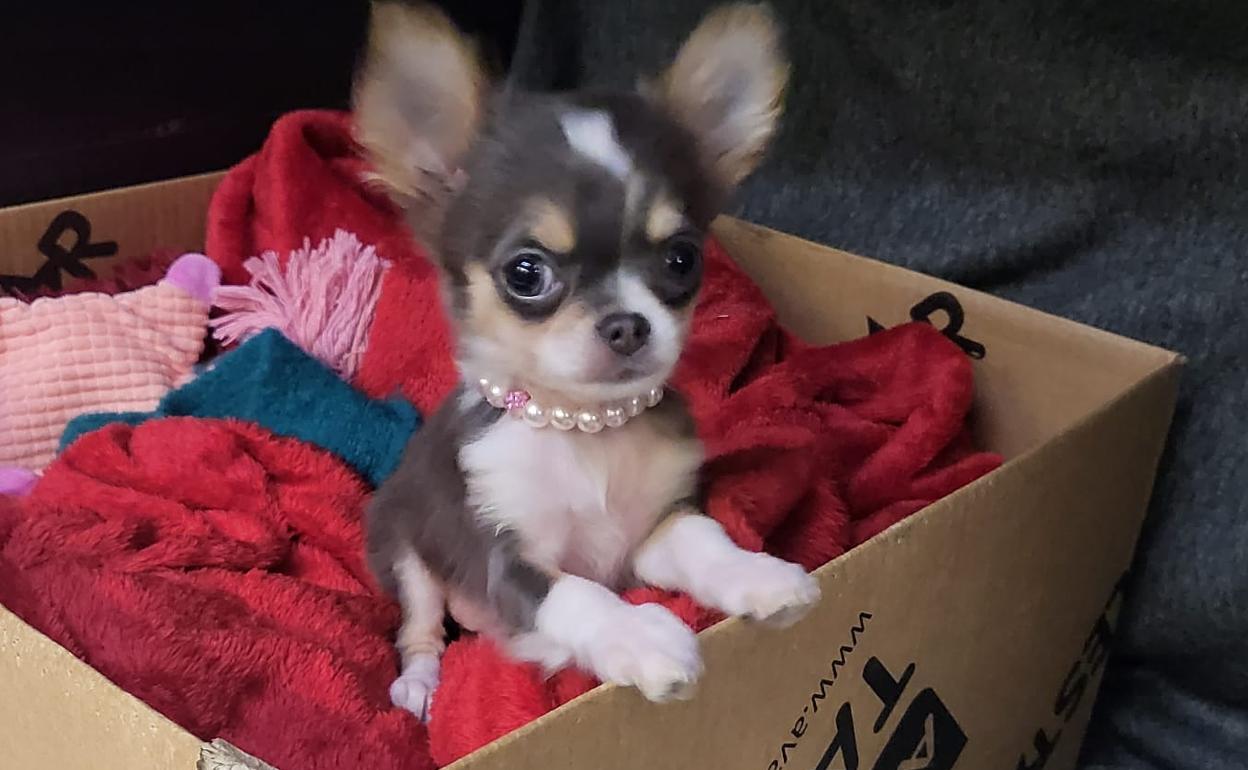 Sucesos Málaga: Localiza a su chihuahua perdido tres días después de volcar con su coche en Torrox