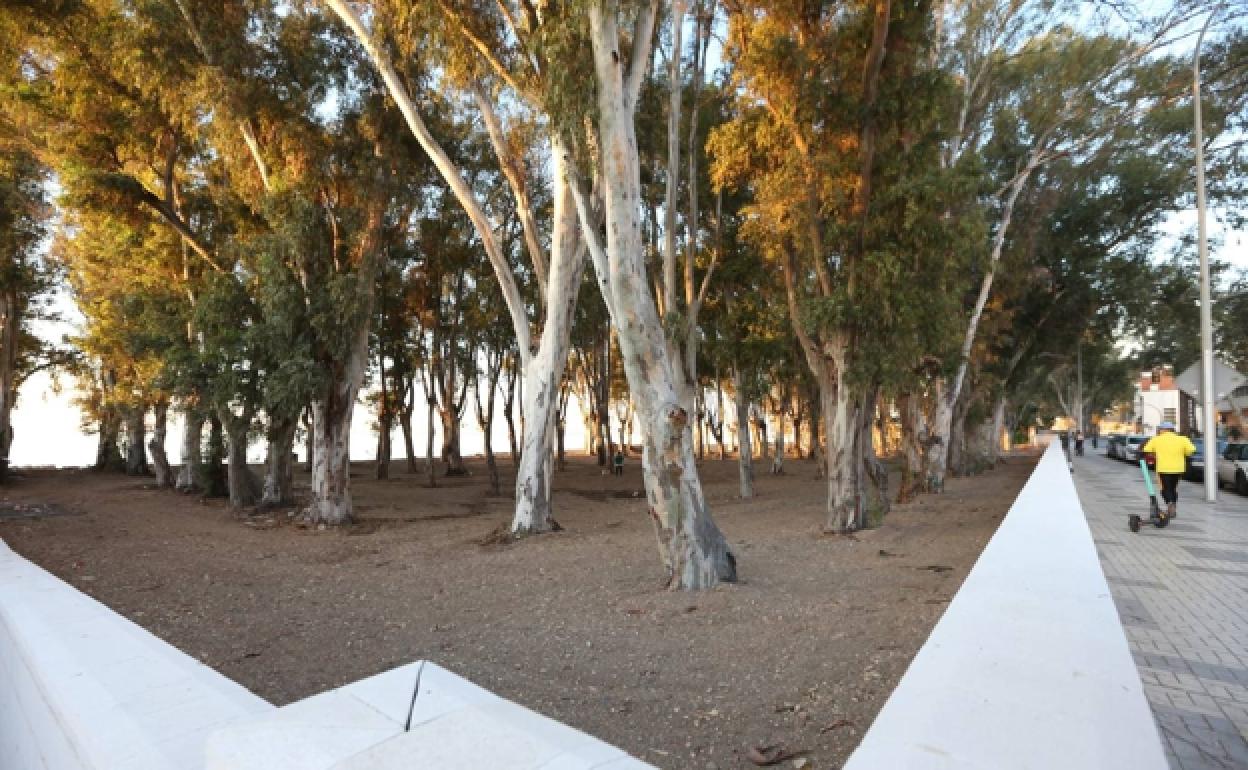 El pequeño bosque de eucaliptos de Pedregalejo se convertirá en un parque marítimo. 