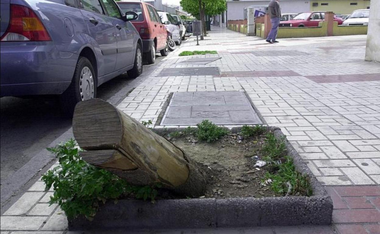 Alcorque con un tocón seco y abandonado en una calle de Málaga. 