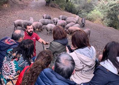 Imagen secundaria 1 - En un todoterreno, los visitantes recorren la finca, donde el propietario explica las características del cerdo ibérico.