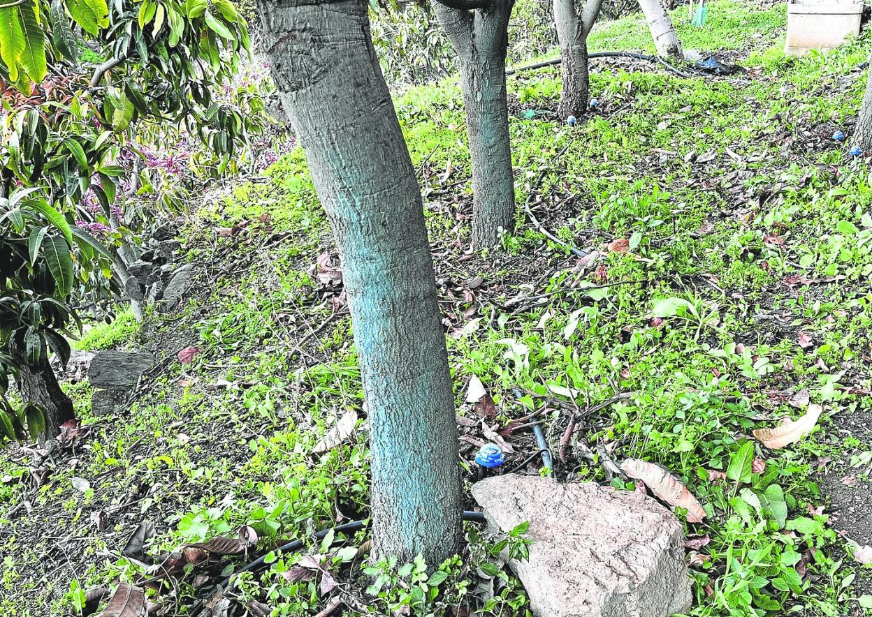 Imagen del sistema de riego subterráneo que tiene patentado la empresa torroxeña instalado en una finca de mangos en Algarrobo.