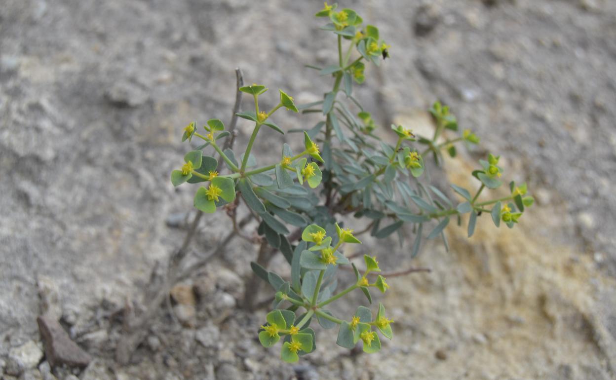 Detalles de la nueva planta hallada en el Valle del Guadalhorce.