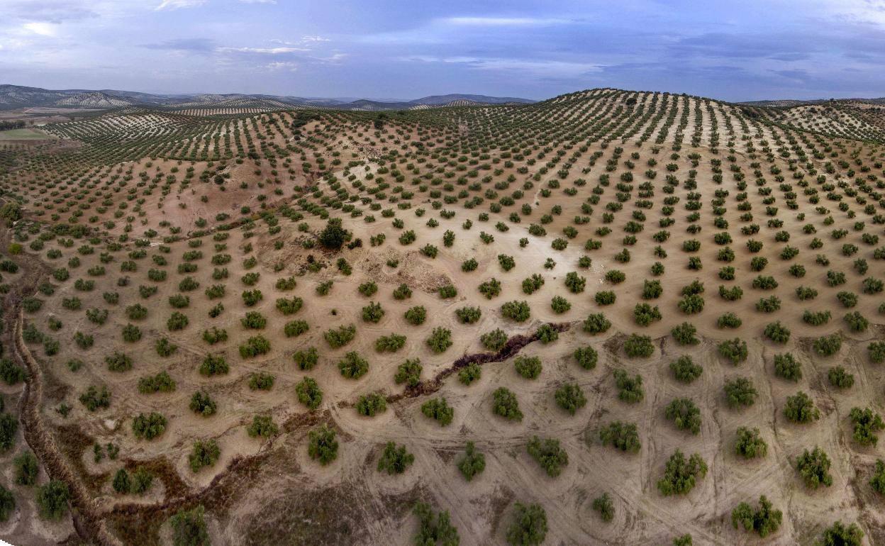 Gracias a esta tecnología, se podrá digitalizar el campo andaluz
