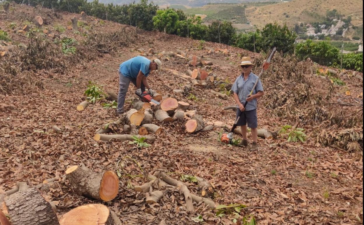 Agricultores de la Axarquía afectados por la falta de agua. 