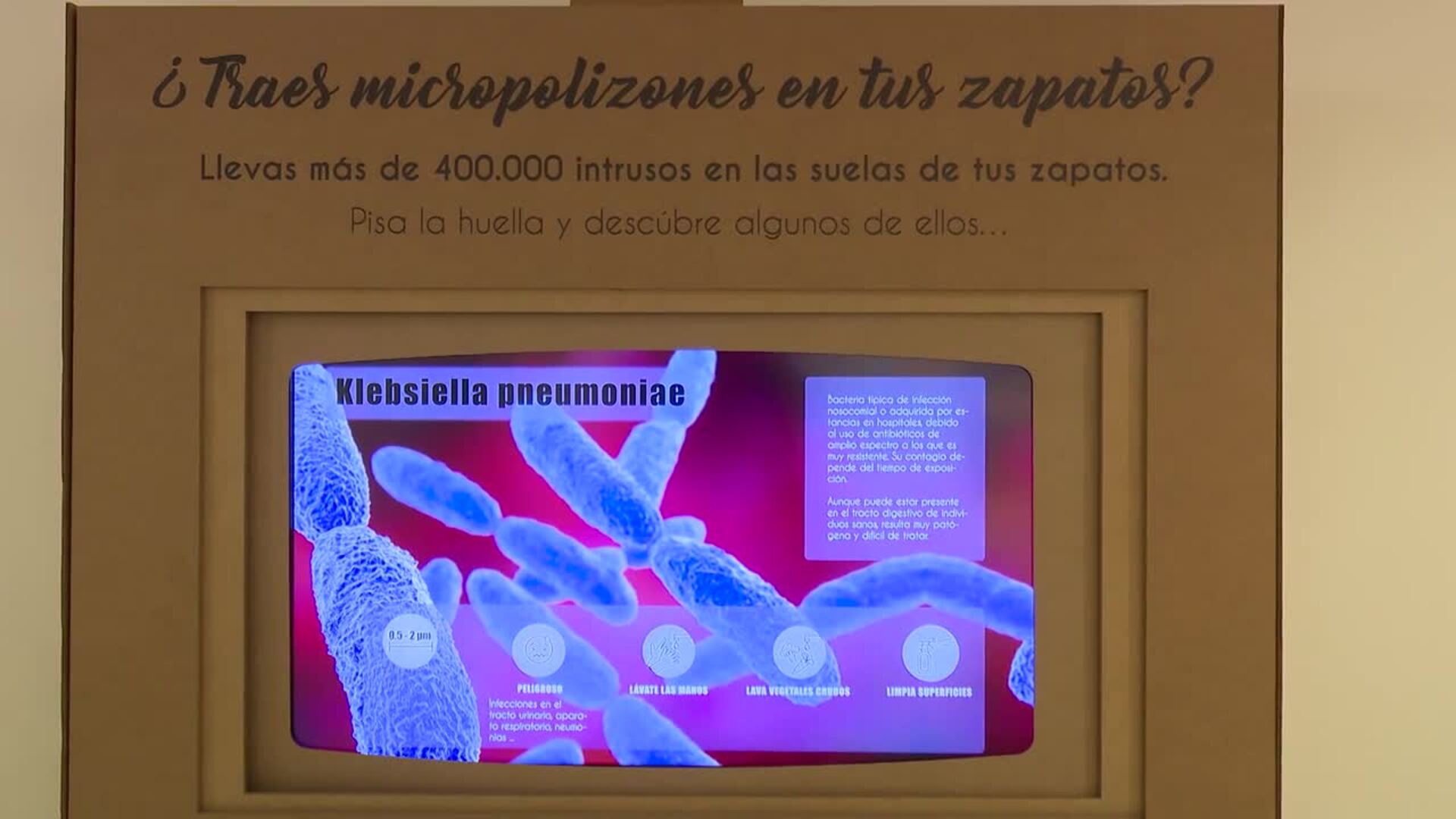 Una exposición muestra en Valladolid los otros "inquilinos" del hogar: ácaros, polillas o arañas