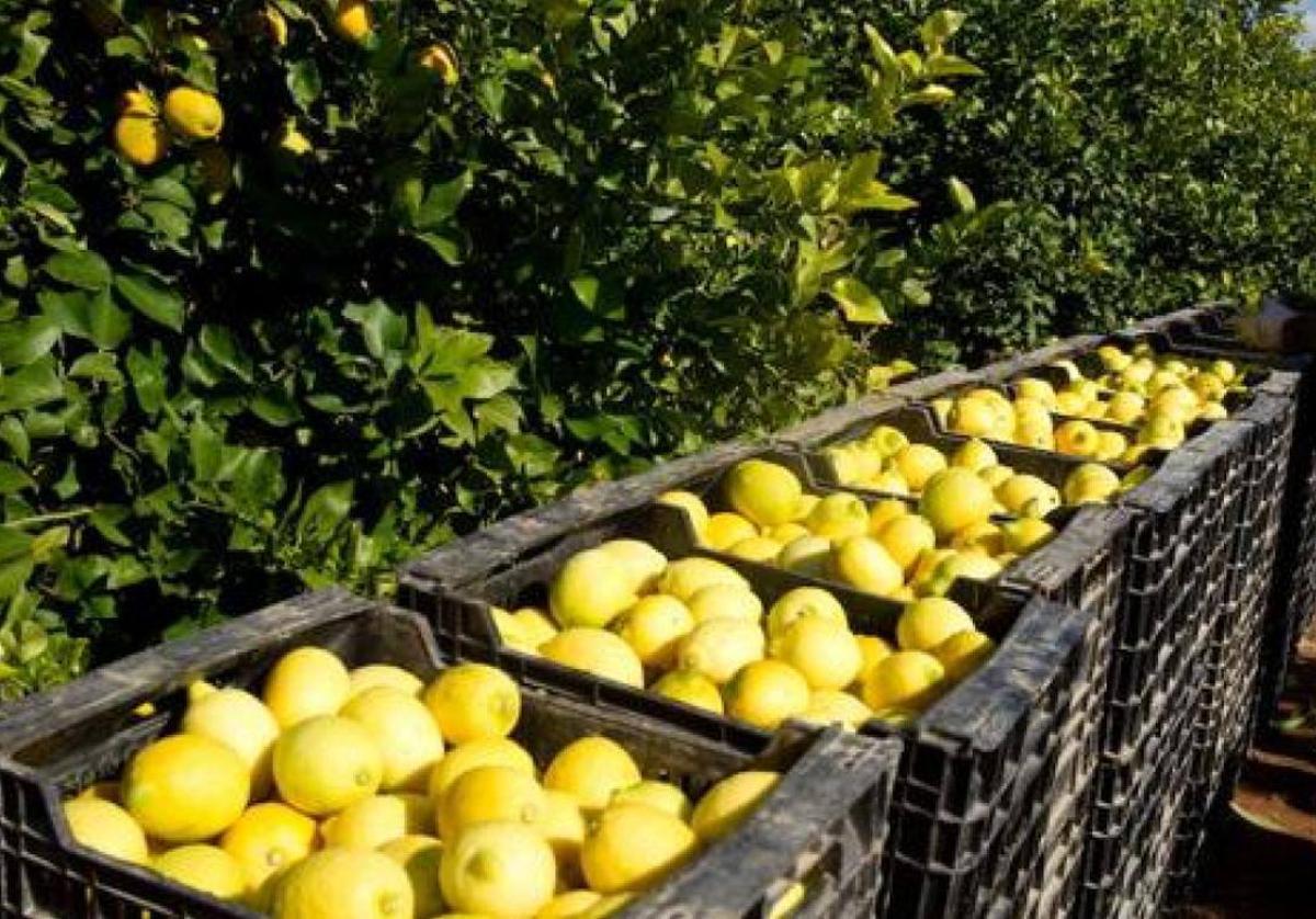 Limones cultivados en el Valle del Guadalhorce.