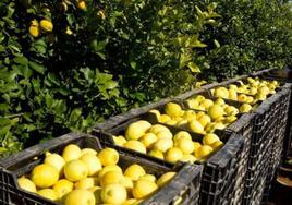 Limones cultivados en el Valle del Guadalhorce.