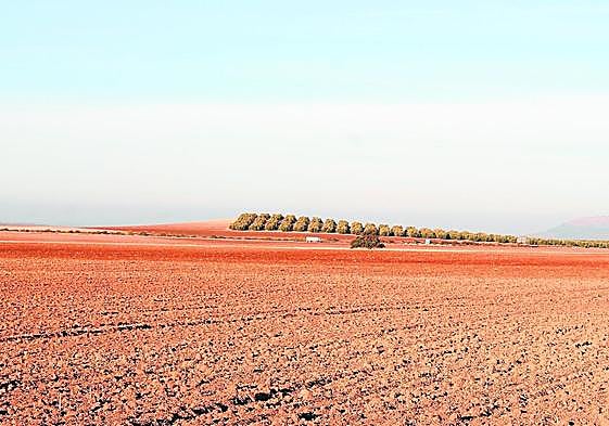 El descenso de la producción por la falta de lluvias ha mermado la economía de los agricultores malagueños.