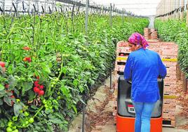 Invernadero de tomates en el pueblo malagueño de Algarrobo.