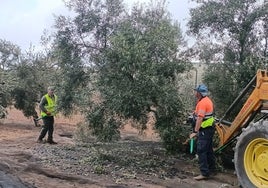 Dos trabajadores del campo durante la recolecta de aceitunas en una finca en Campillos.