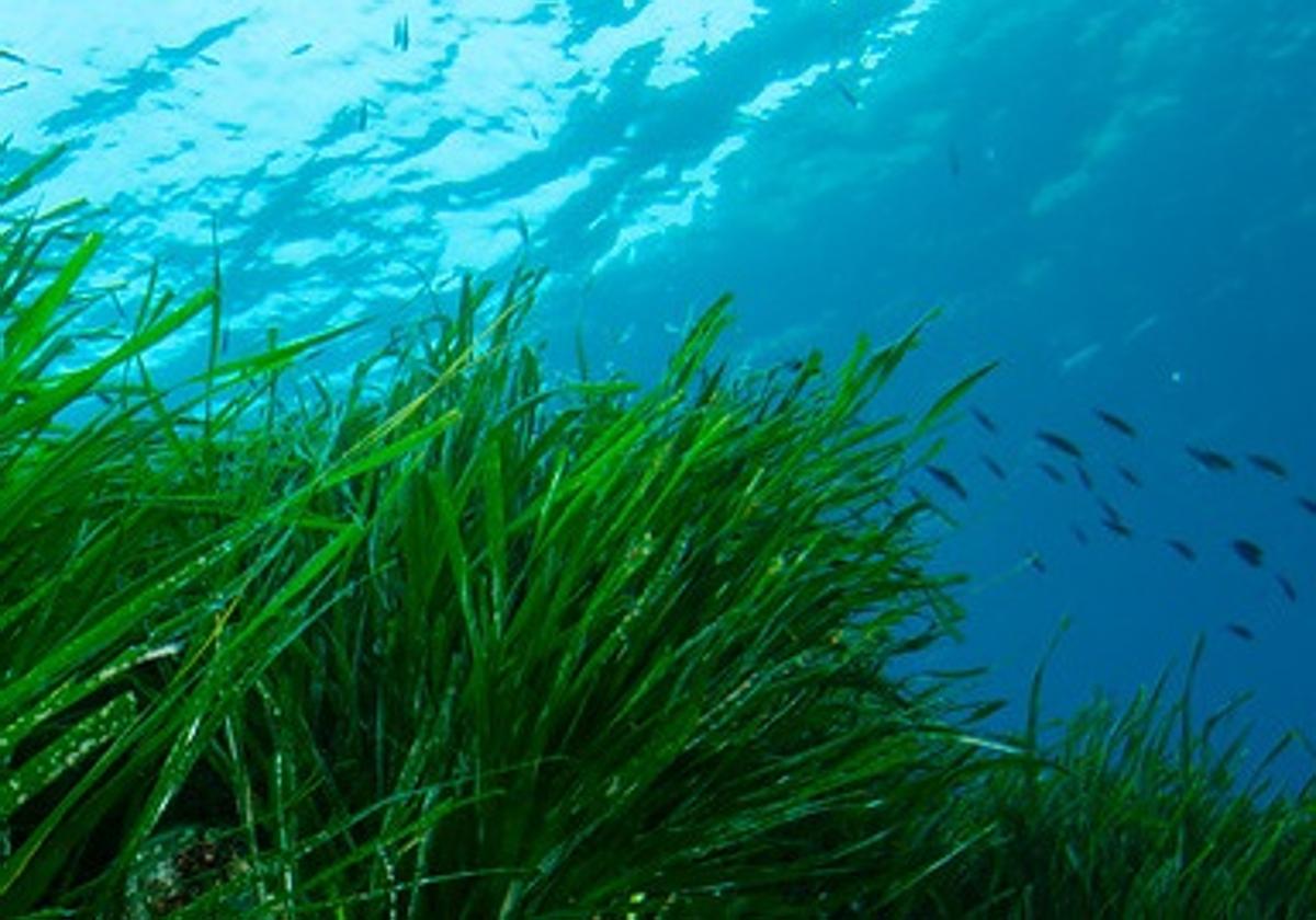 Pradera de posidonia en los fondos marinos del litoral andaluz, en el Parque Natural Cabo de Gata.