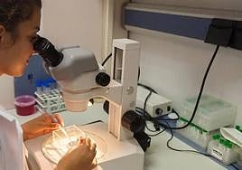 Médicos impulsan un estudio sobre la relación del tratamiento de la apnea y el riesgo de padecer cáncer