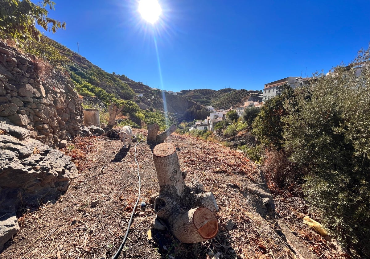 Imagen de una finca de Algarrobo con aguacates talados por la sequía.