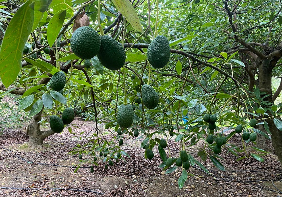 La imagen muestra una plantación de aguacates en la Axarquía.