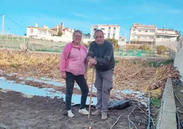 Guadalupe Martín y David Ruiz, en su finca plantada de cúrcuma en Torrox, en plena tarea de recolección.