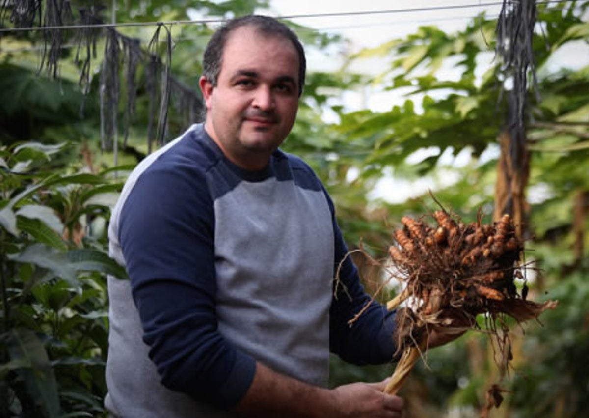 Imagen secundaria 1 - Arriba, vista general de la parcela, en plena cosecha de cúrcuma; abajo a la izquierda, David Ruiz, con varios rizomas de la planta, y a la derecha, la cúrcuma ya limpia, lista para venderla.