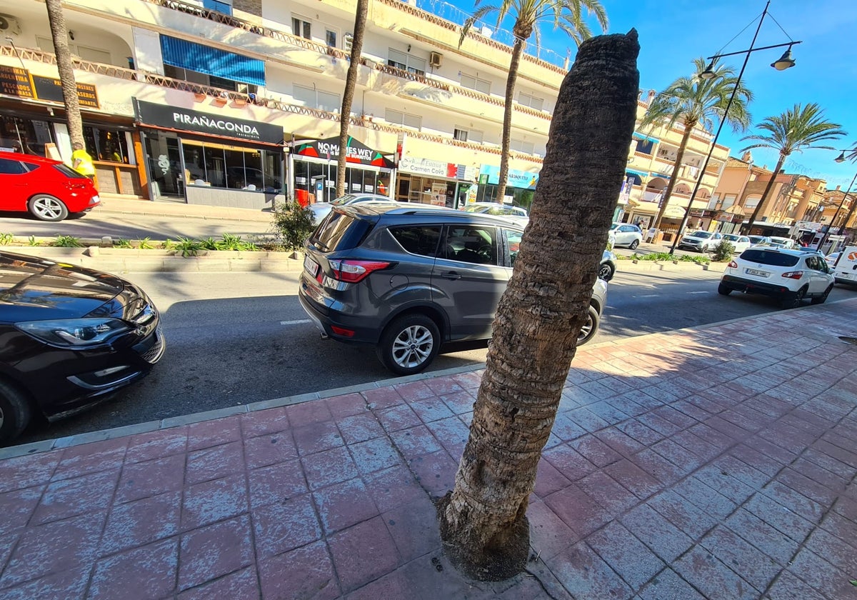 Vista de uno de los ejemplares muertos en la avenida de las Palmeras de Benalmádena.