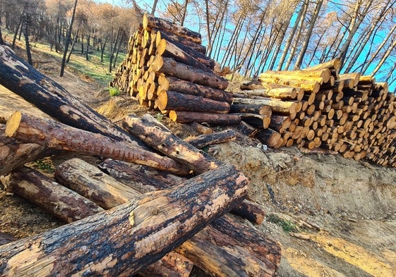 Madera en rollo, apilada en un cargadero, en Sierra Mijas.