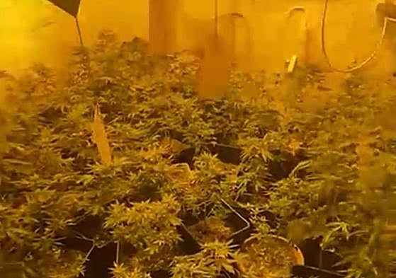 Imagen de las plantas de marihuana intervenidas en Vélez-Málaga.
