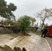 La borrasca 'Karlotta' se deja sentir en Alhaurín de la Torre y Antequera con caída de árboles y de muros