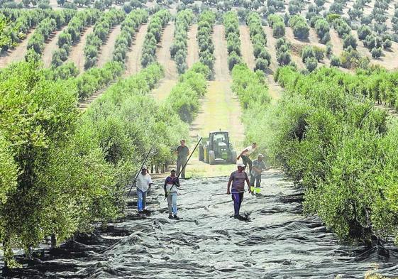 La agricultura malagueña ha perdido uno de cada tres trabajadores desde el año 2012