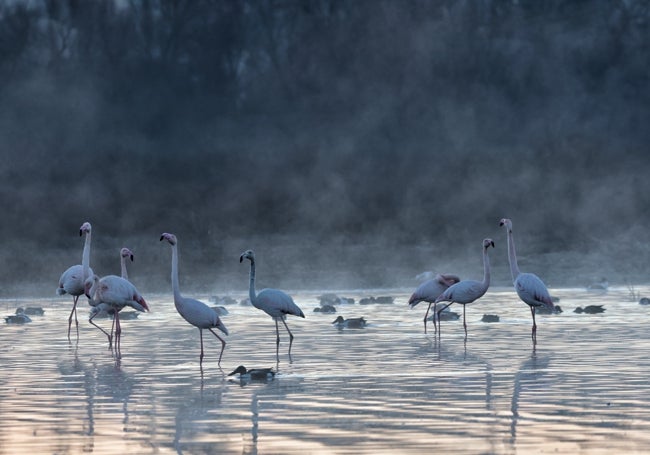 Un plano cercano que muestra la extraordinaria belleza que atesoran los flamencos, que se caracterizan por su plumaje rosáceo.