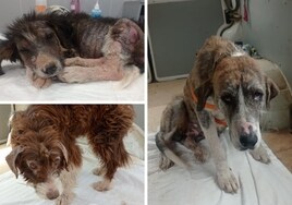 Estado de los tres perros el día que fueron entregados a la Asociación Ladram, que se hizo cargo de su recuperación.