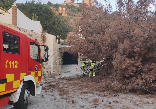 Otra perspectiva del árbol de 18 metros caído esta pasada madrugada en Benalmádena.