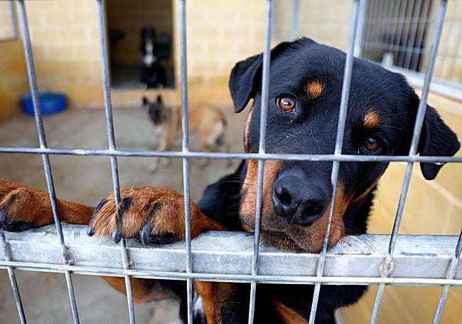 Los perros grandes son los que tienen más dificultades para lograr una adopción.