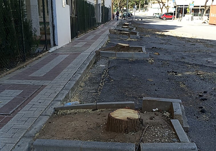 Árboles talados en la avenida Terramar Alto.