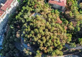 Imagen aérea tomada con un dron en Gibralfaro, en la que se observa el decaimiento de ejemplares de pinos adultos.