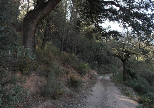 Buena parte del recorrido se hace entre encinas y pinos.