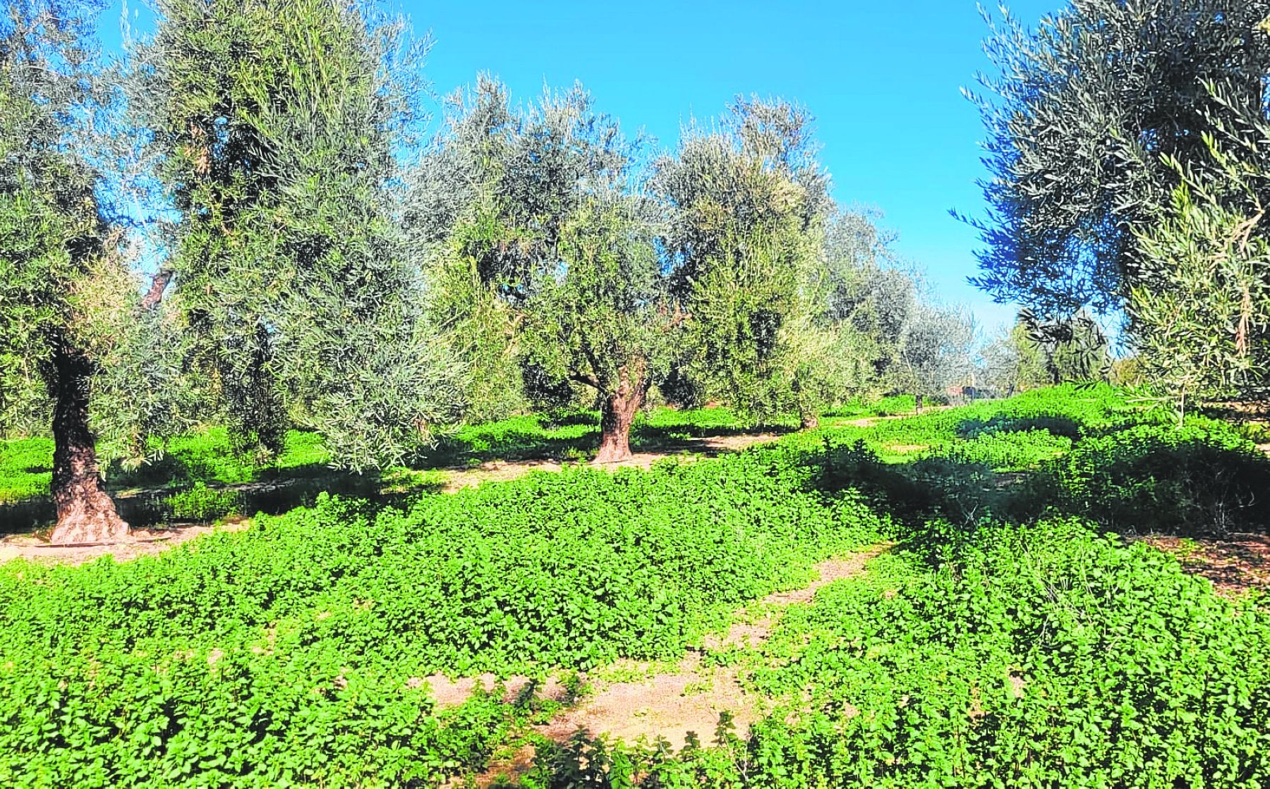 Olivos de la Cooperativa Virgen de la Oliva de Mollina.
