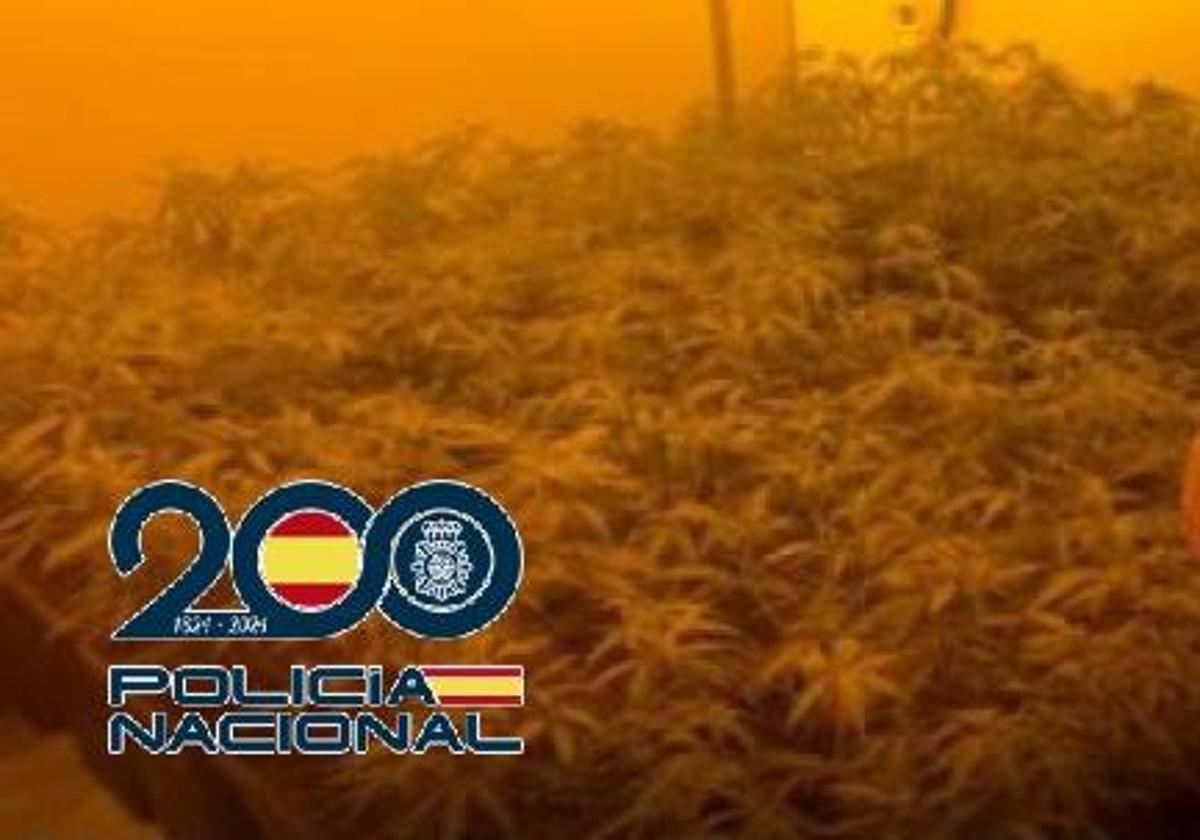 Cae una red que usaba villas de lujo en la Costa del Sol para cultivar marihuana a gran escala