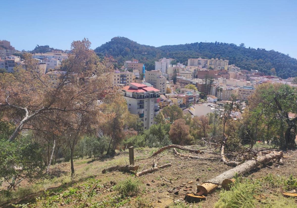 Un árbol caído al lado de otro enfermo de gran porte en el Monte Calvario.