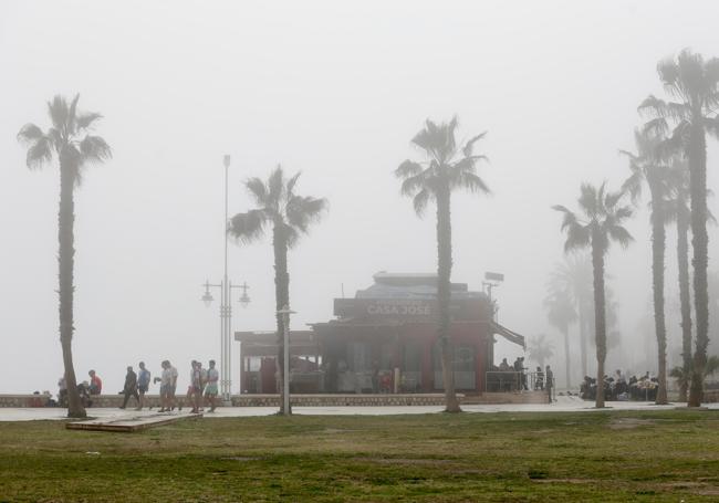 Taró en el paseo marítimo Antonio Banderas