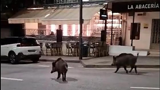 Graban a dos jabalíes por las calles de Cerrado de Calderón en Málaga
