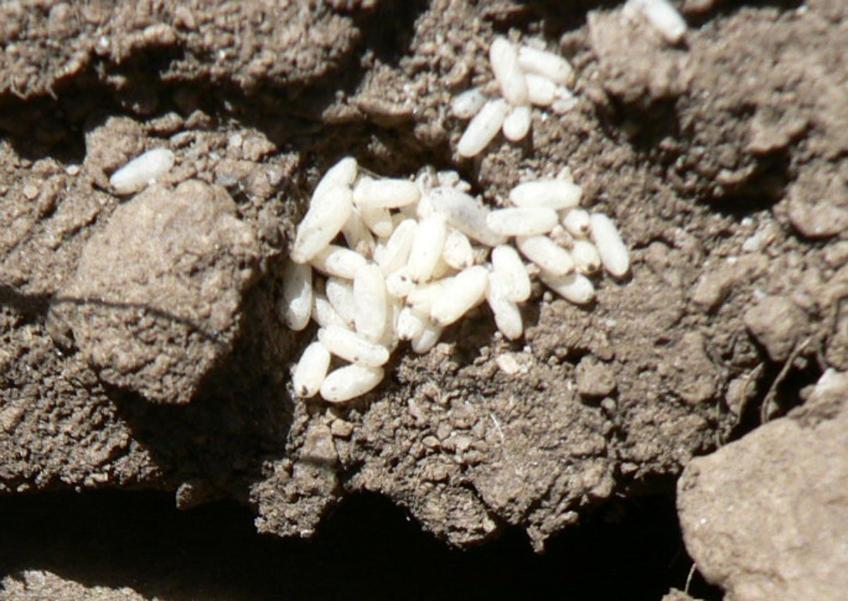 Imagen secundaria 1 - Arriba, un ratón de campo en La Maroma; abajo a la izquierda, pupas de hormigas, y a la derecha, un mojón de piedras en el sendero hacia el 'techo' Málaga.