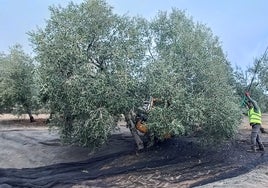 Un jornalero recogiendo aceitunas en una finca de Málaga.